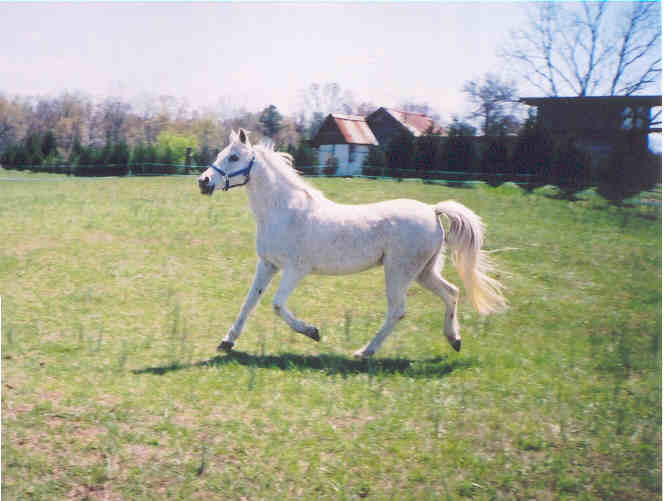 sahyd4-02.jpg